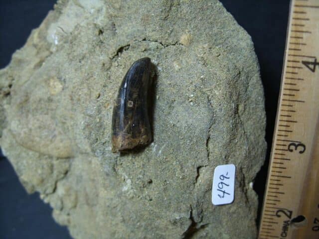 Nannotyrannus  Dinosaur Tooth (102322e)* “SPECIAL - BELOW DEALER COST ” * - Image 3