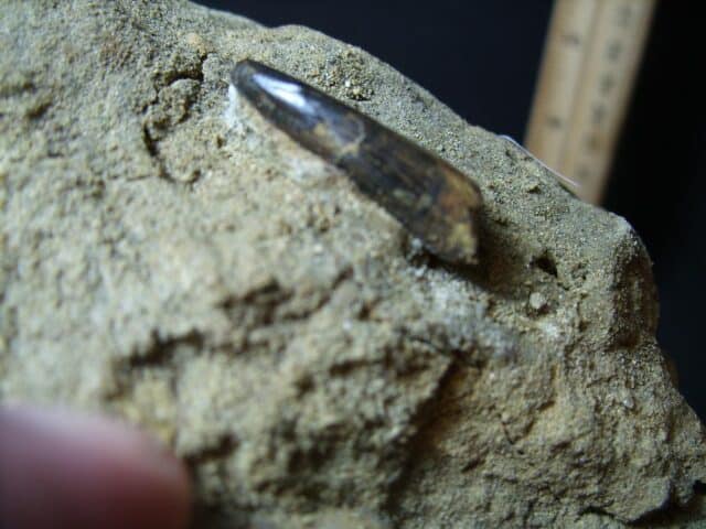 Nannotyrannus  Dinosaur Tooth (102322e)* “SPECIAL - BELOW DEALER COST ” * - Image 2