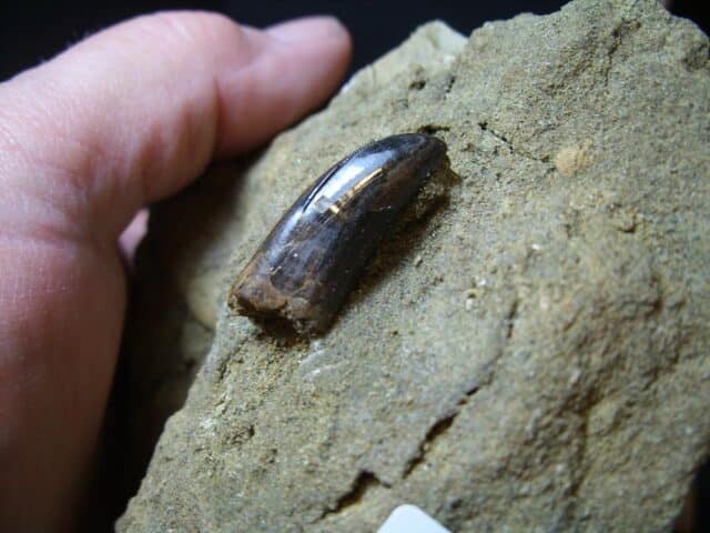 Nannotyrannus  Dinosaur Tooth (102322e)* “SPECIAL - BELOW DEALER COST ” *
