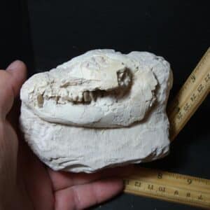 Oreodont Skull fossil (102322d)
