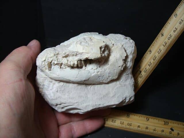 Oreodont Skull fossil (102322d)