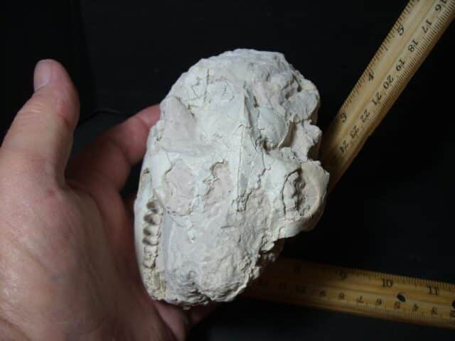 Oreodont Skull fossil (102322d) - Image 3