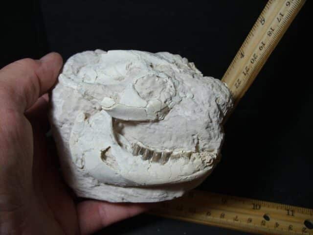 Oreodont Skull fossil (102322d) - Image 4