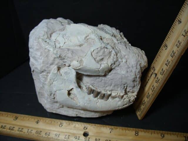 Oreodont Skull fossil (102322d) - Image 5