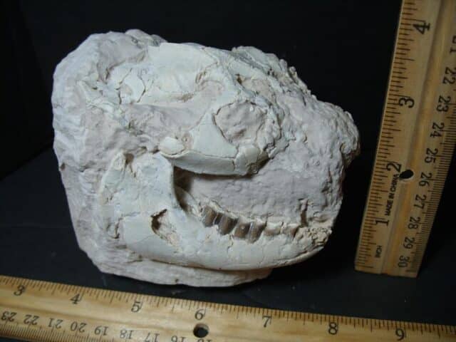 Oreodont Skull fossil (102322d) - Image 6