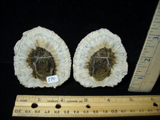 Sliced Araucaria Cone (103322a) - Image 2