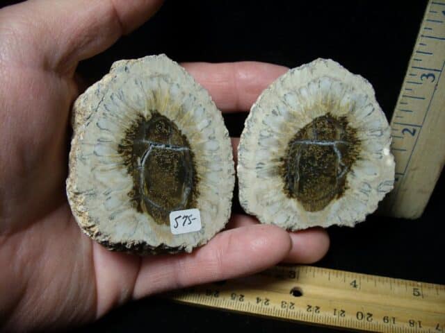 Sliced Araucaria Cone (103322a)