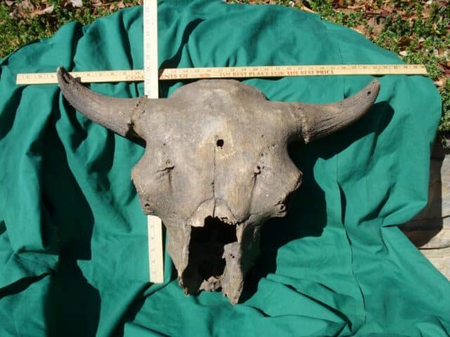 Fossil Bison Skull with Horns (103622b)* “SPECIAL - BELOW DEALER COST ” *