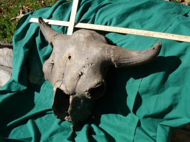 Fossil Bison Skull with Horns (103622b)* “SPECIAL - BELOW DEALER COST ” * - Image 3