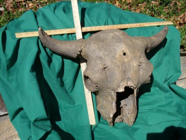 Fossil Bison Skull with Horns (103622b)* “SPECIAL - BELOW DEALER COST ” * - Image 4
