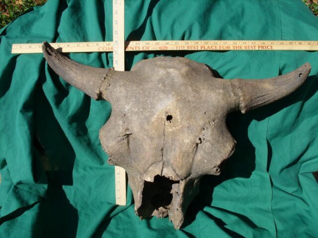 Fossil Bison Skull with Horns (103622b)* “SPECIAL - BELOW DEALER COST ” * - Image 5
