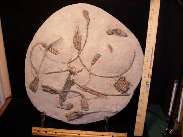 Multiple Indiana Crinoids Plate (103922a)* “SPECIAL - BELOW DEALER COST ” *