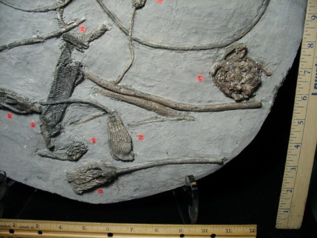 Multiple Indiana Crinoids Plate (103922a)* “SPECIAL - BELOW DEALER COST ” * - Image 3
