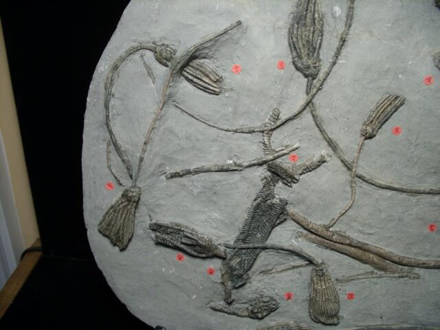 Multiple Indiana Crinoids Plate (103922a)* “SPECIAL - BELOW DEALER COST ” * - Image 4