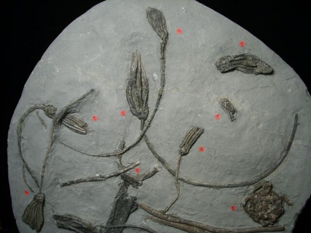 Multiple Indiana Crinoids Plate (103922a)* “SPECIAL - BELOW DEALER COST ” * - Image 5
