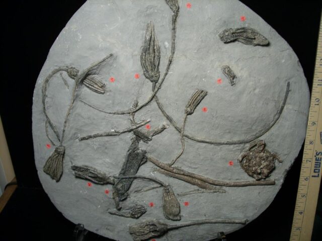 Multiple Indiana Crinoids Plate (103922a)* “SPECIAL - BELOW DEALER COST ” * - Image 6