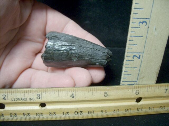 Deinosuchus Fossil Tooth (062322w) - Image 4