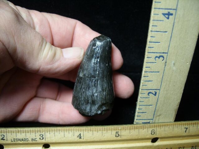 Deinosuchus Fossil Tooth (062322w) - Image 2