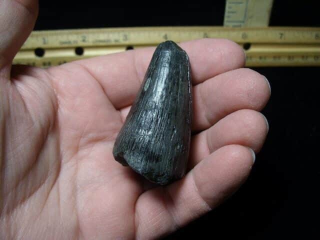 Deinosuchus Fossil Tooth (062322w)
