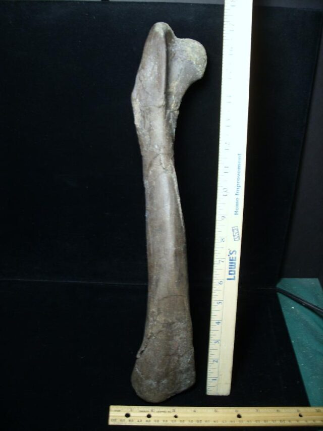 Oviraptor Dinosaur Femur  (102522a) - Image 3