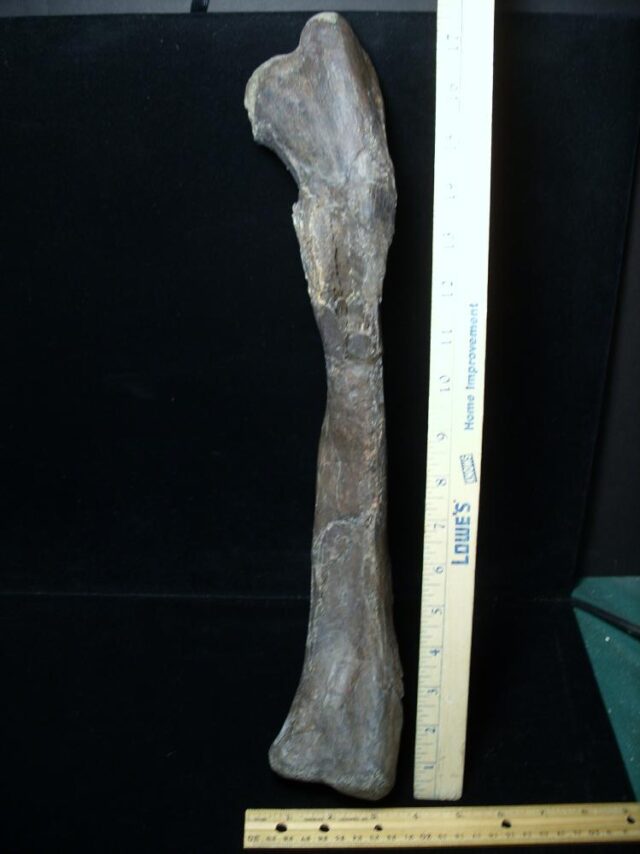 Oviraptor Dinosaur Femur  (102522a) - Image 4