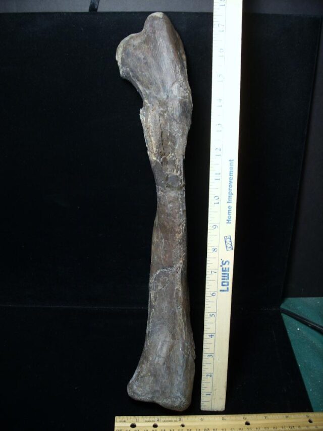 Oviraptor Dinosaur Femur  (102522a) - Image 2
