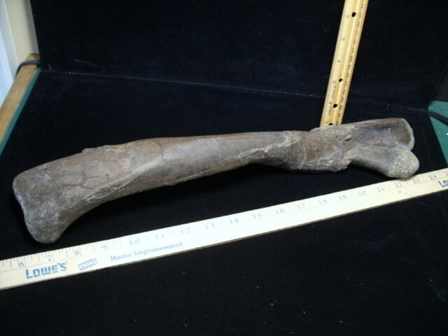 Oviraptor Dinosaur Femur  (102522a)