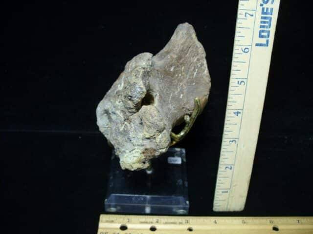 Hadrosaur Dinosaur Coracoid (102522b) - Image 3