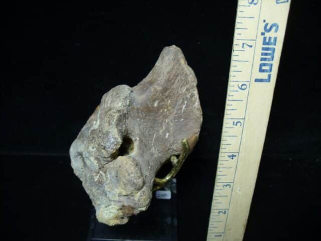 Hadrosaur Dinosaur Coracoid (102522b) - Image 2
