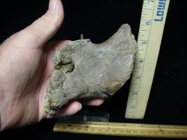 Hadrosaur Dinosaur Coracoid (102522b)