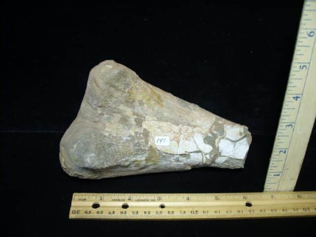 Partial Hadrosaur Dinosaur Fibula (102522c)