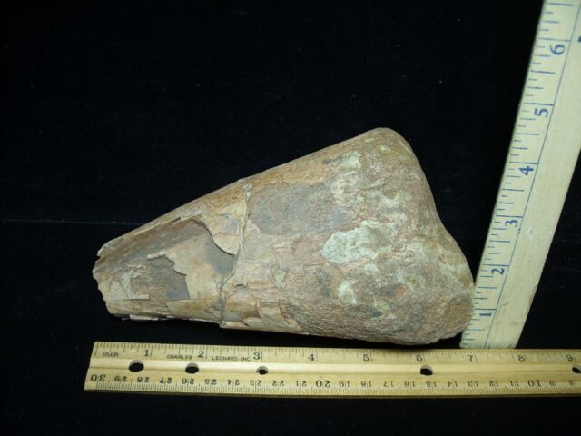 Partial Hadrosaur Dinosaur Fibula (102522c) - Image 2