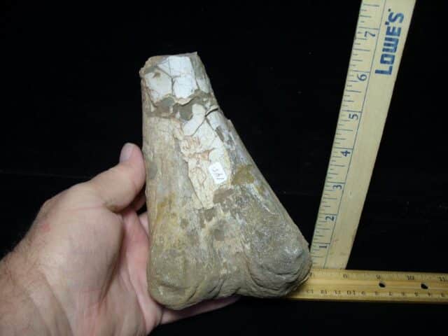 Partial Hadrosaur Dinosaur Fibula (102522c) - Image 3