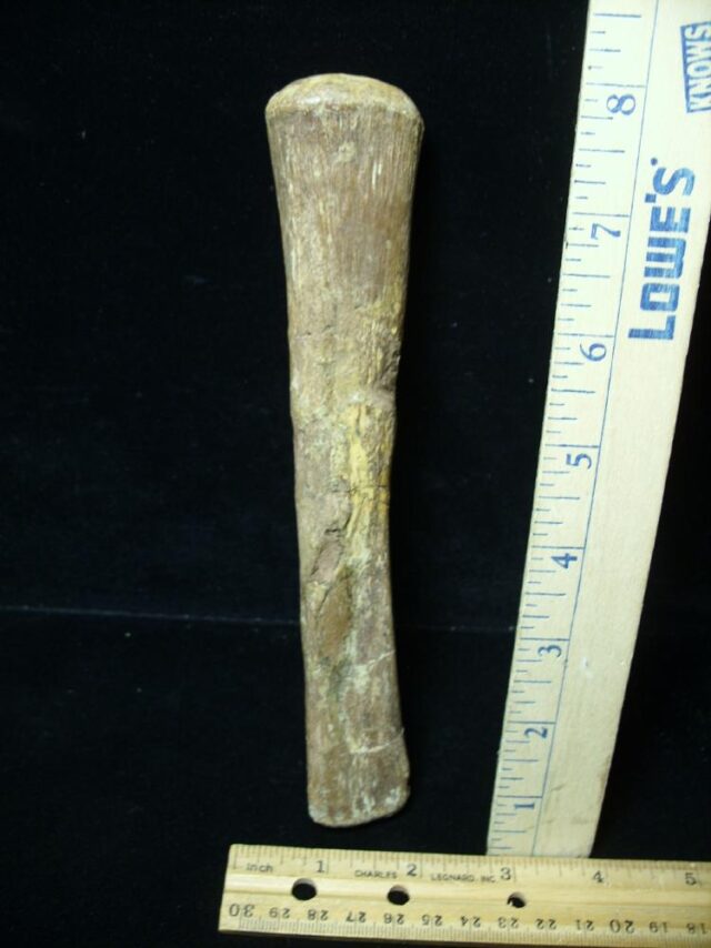 Hadrosaur Dinosaur Metatarsal (104722a)