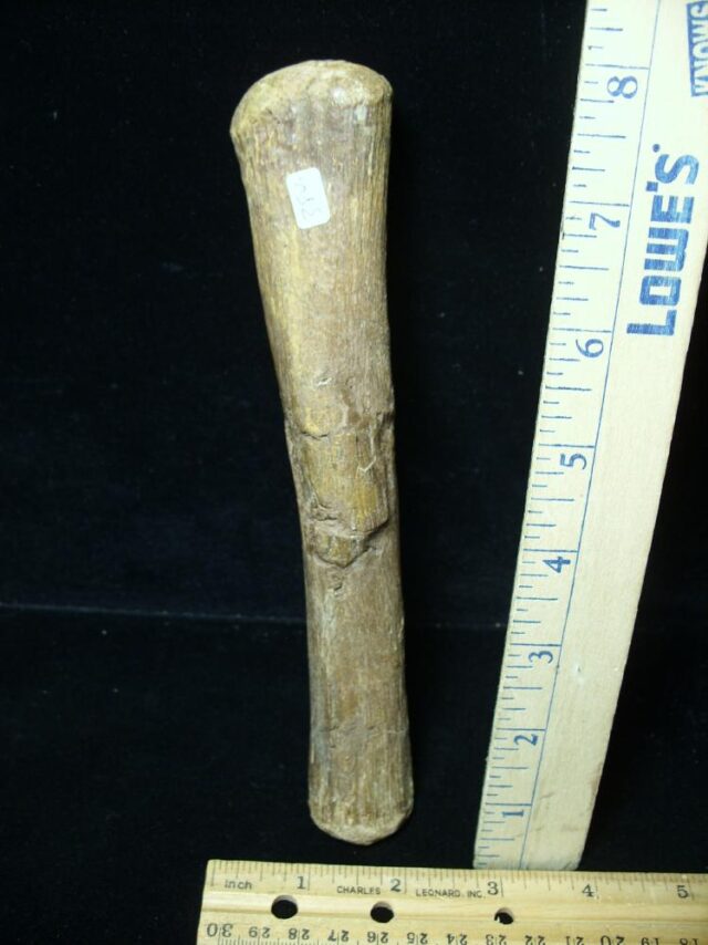 Hadrosaur Dinosaur Metatarsal (104722a) - Image 2