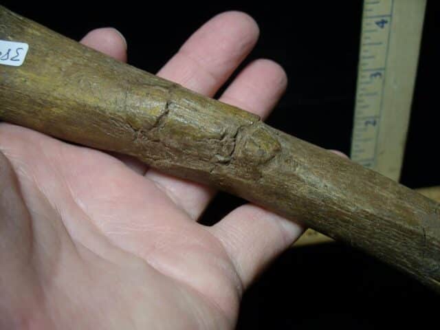 Hadrosaur Dinosaur Metatarsal (104722a) - Image 3