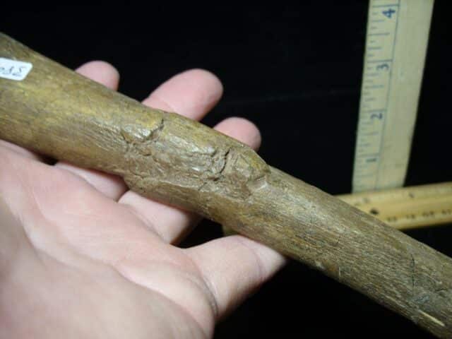Hadrosaur Dinosaur Metatarsal (104722a) - Image 4