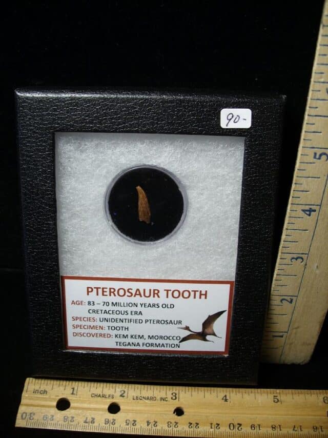 Pterosaur Tooth  (102522e)