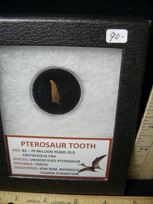 Pterosaur Tooth  (102522e) - Image 2