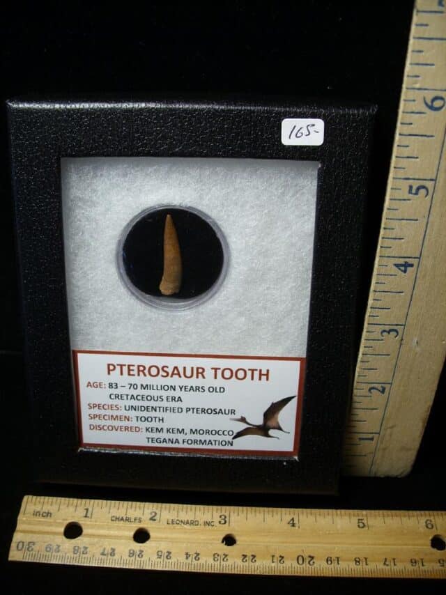 Pterosaur Tooth  (102522f)