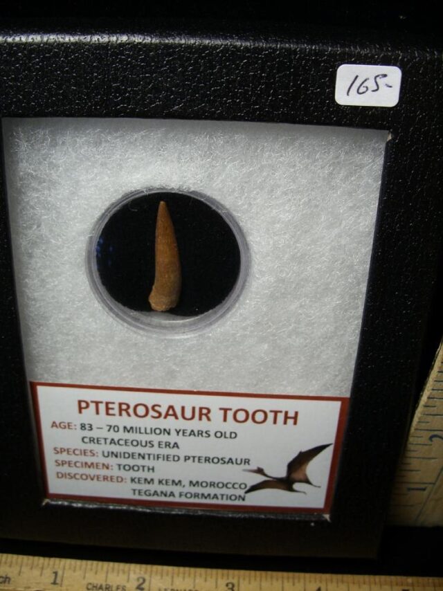 Pterosaur Tooth  (102522f) - Image 2
