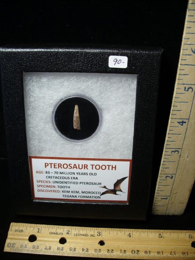 Pterosaur Tooth  (102522g)