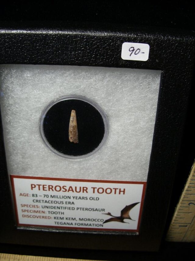 Pterosaur Tooth  (102522g) - Image 2