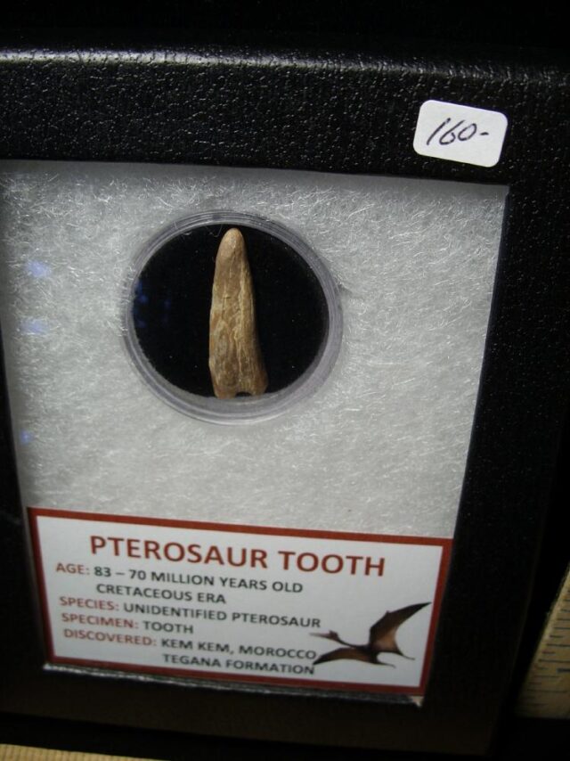 Pterosaur Tooth  (102522k) - Image 2