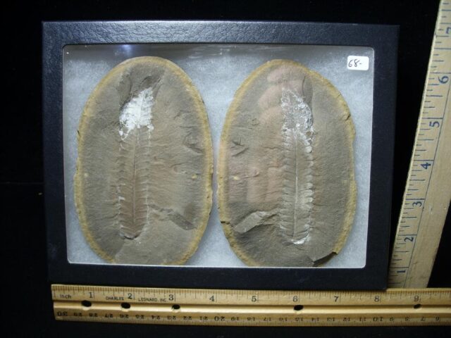 Mazon Creek Fern Fossil Nodule (102522m)