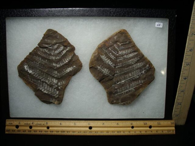 Mazon Creek Fern Fossil Nodule (102522s)