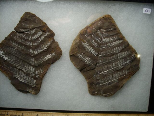 Mazon Creek Fern Fossil Nodule (102522s) - Image 2
