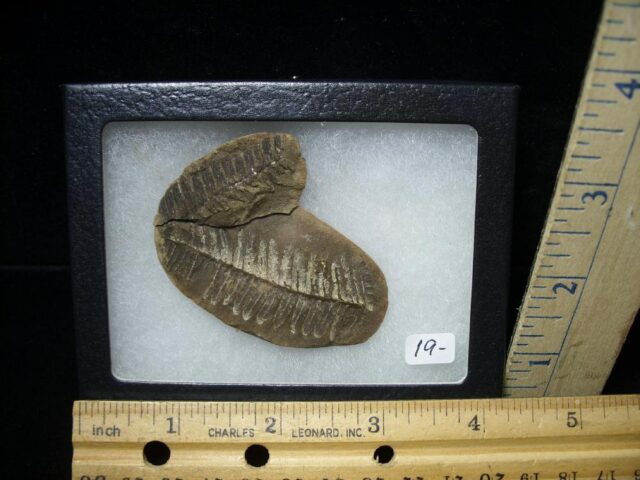 Mazon Creek Fern Fossil Nodule (102522v)