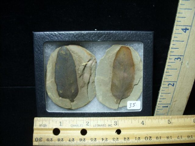 Mazon Creek Fern Fossil Nodule (102522v)