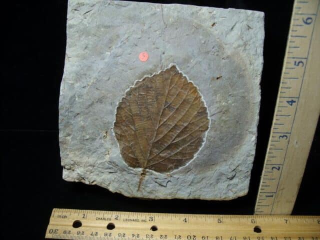 Davidia antiqua Fossil Leaf  (102722a)
